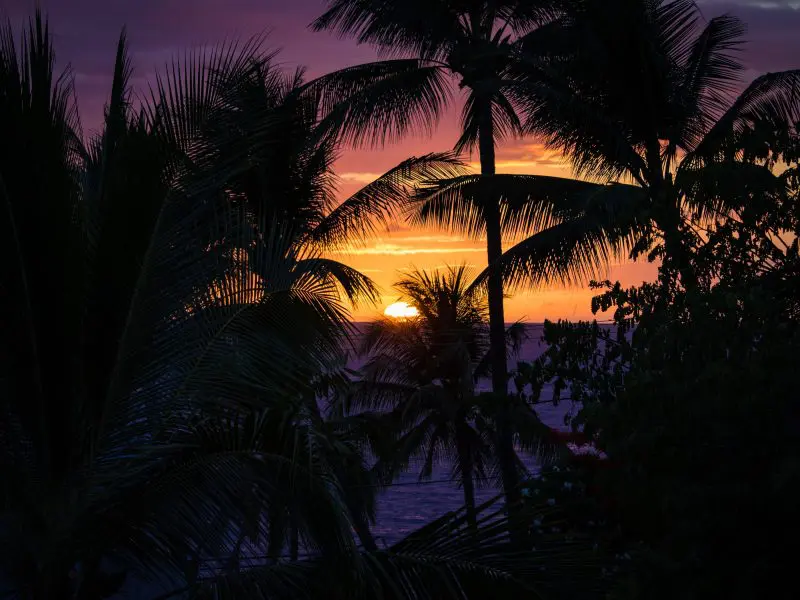 Hawaiian Kava - Kava Drinks