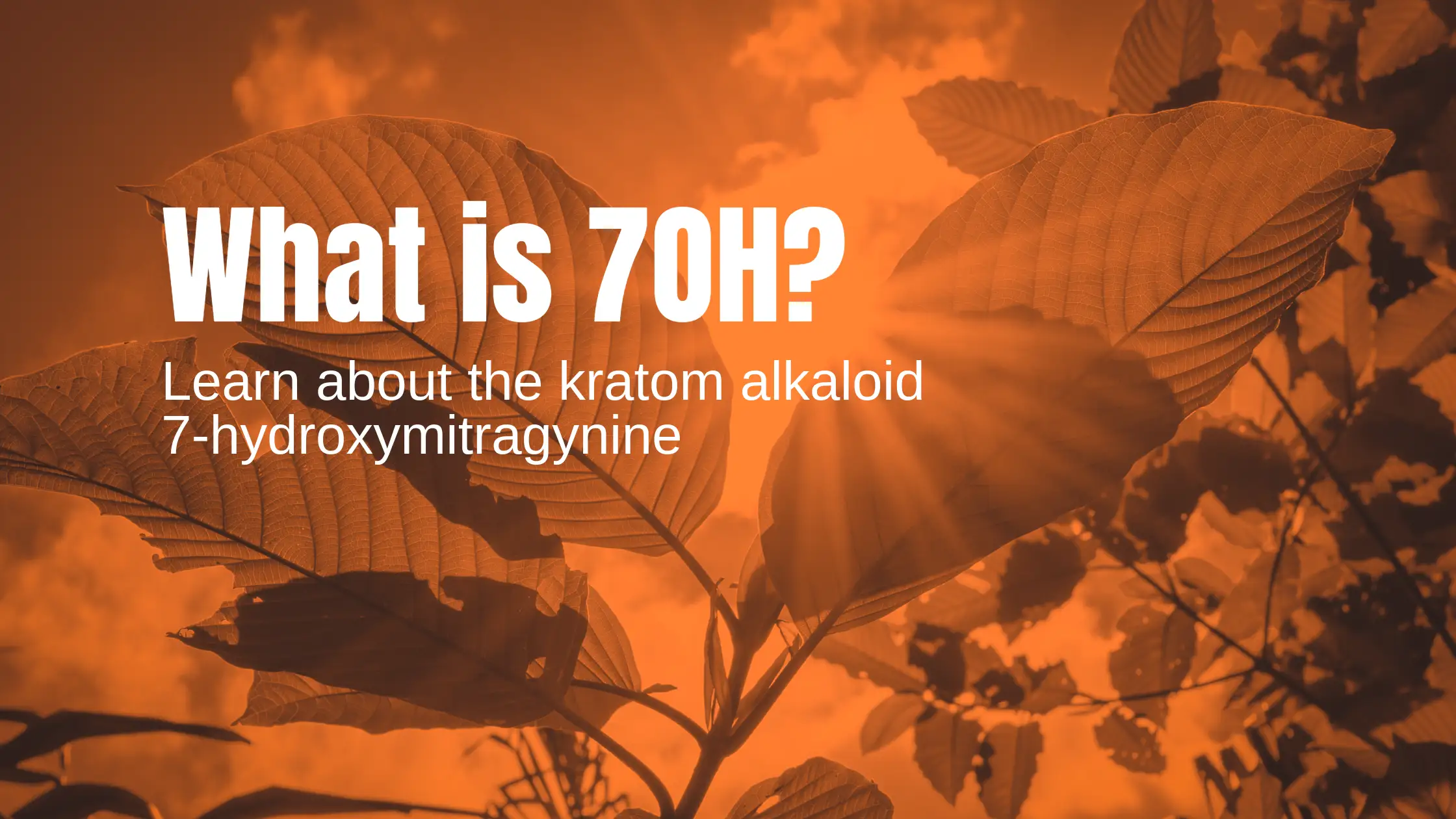 What Is 7Oh Header, 7-Hydroxymitragynine Alkaloid In Kratom